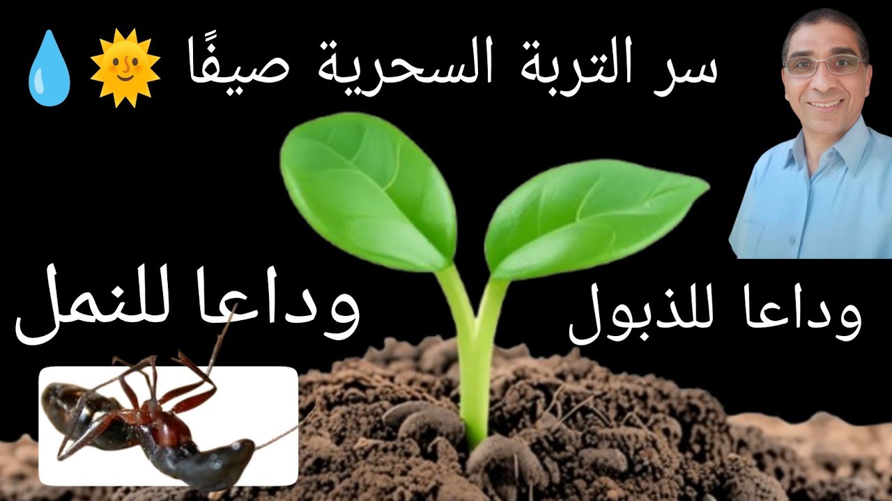 سر تحسين التربة صيفًا 🌞 | طريقة سحرية للاحتفاظ بالماء 💧 وحماية الجذور 🌿 من العفن 🦠 والنمل 🐜