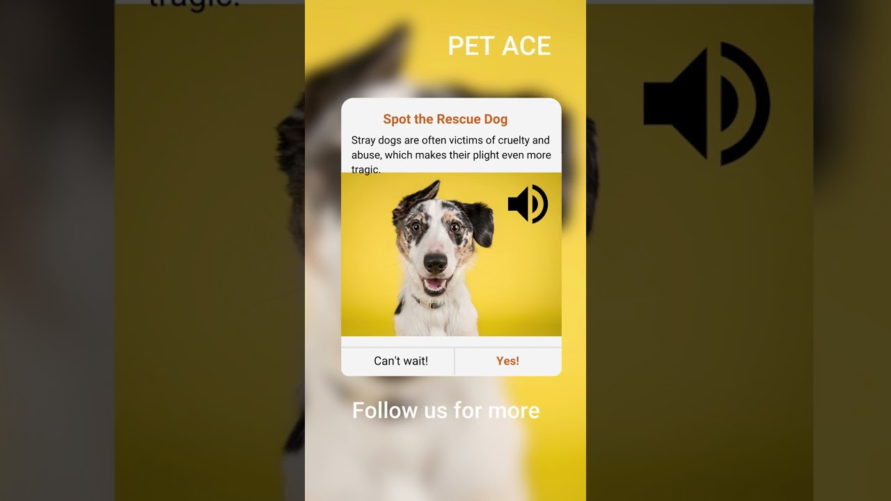 stray dog - foster dogs-petace