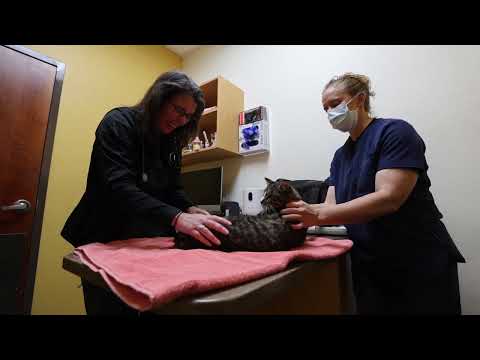 Veterinary Pet Care Shortage In Sonoma County