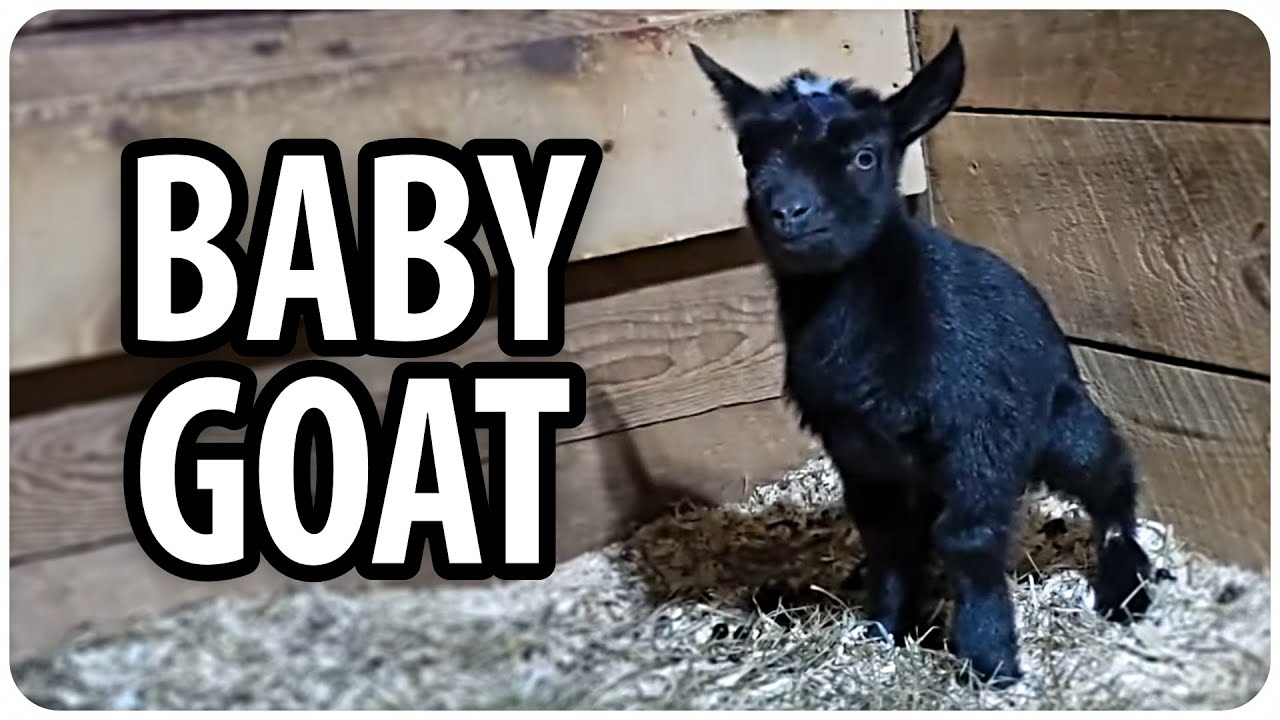 Everybody Loves Goats!