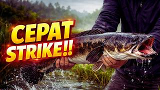 🔥 How to Catch Snakehead Fish Quickly! The Most Effective Bait & Effective Techniques to Avoid Mi...