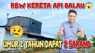 RBW KERETA API GALAU😱 Umur 2 tahun dapat 2 sarang. (5x20 1 Lantai)