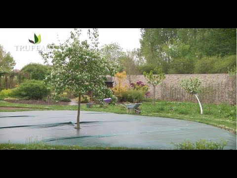 Vidéo: Revêtement de feuilles de fraisier : Comment réparer les plants de fraisiers avec un film blanc