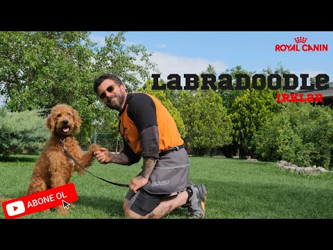 Video: Labradoodle sahibi olmak