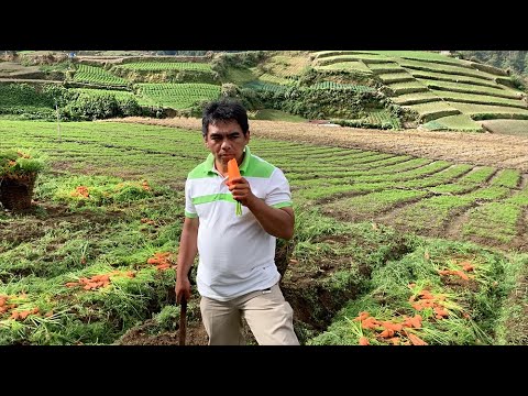 Video: Cik maksā burkāns Filipīnās?
