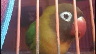 stori WA 30 detik versi burung lovebird