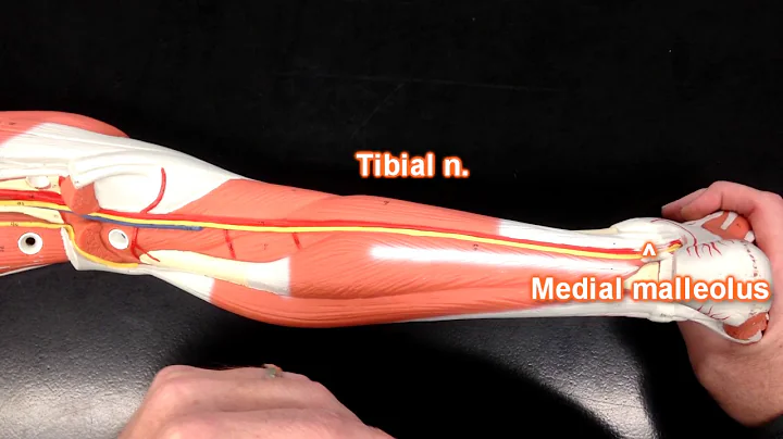 Nerves of the Lower Extremity