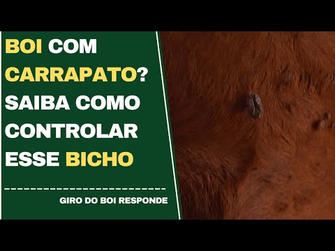 BOI COM CARRAPATO? SAIBA COMO CONTROLAR ESSE BICHO?