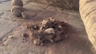 Chessie Trunkston sand sculpture