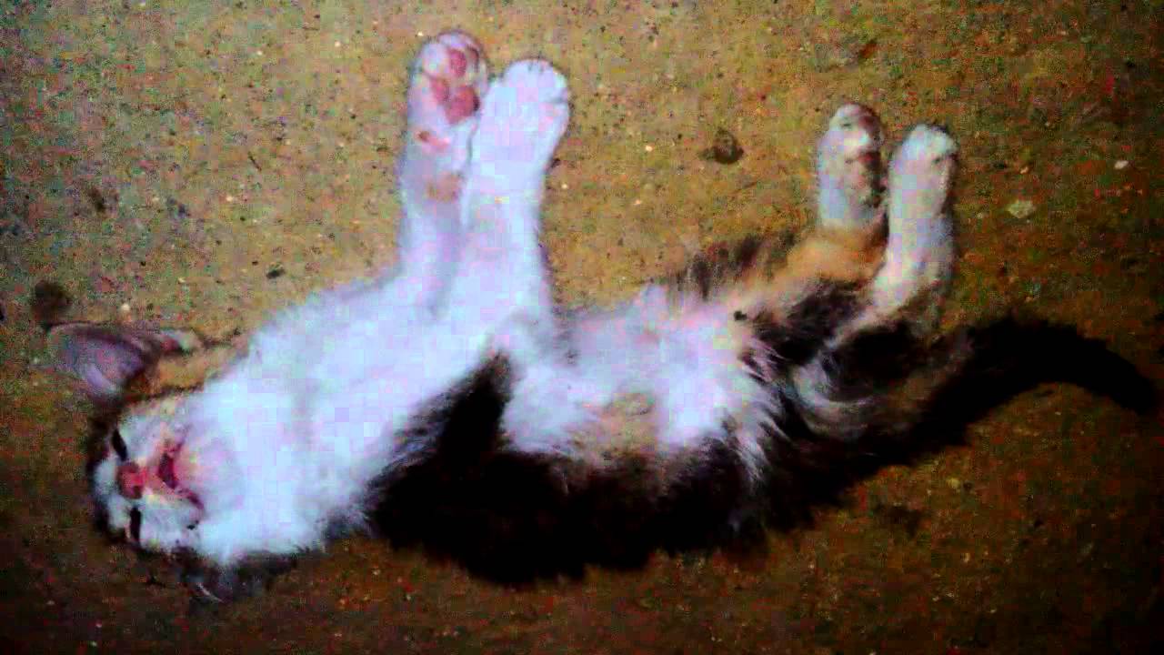 Cat is about to die...SO SAD...