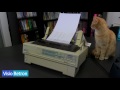 Adorable Cat Watches Classic Epson LQ 870 Dot Matrix Printer in Action 🖨️