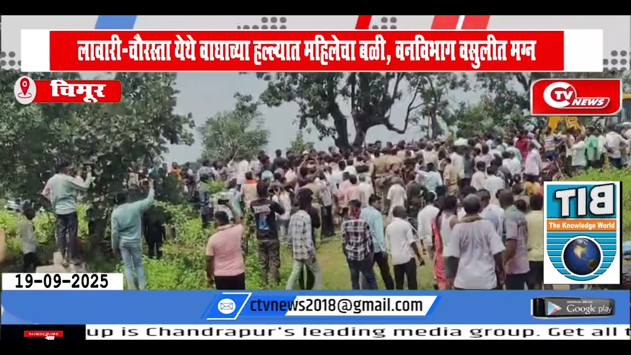 Chimur  | लावारी- चौरस्ता येथे वाघाच्या हल्ल्यात महिलेचा बळी, वनविभाग वसुलीत मग्न