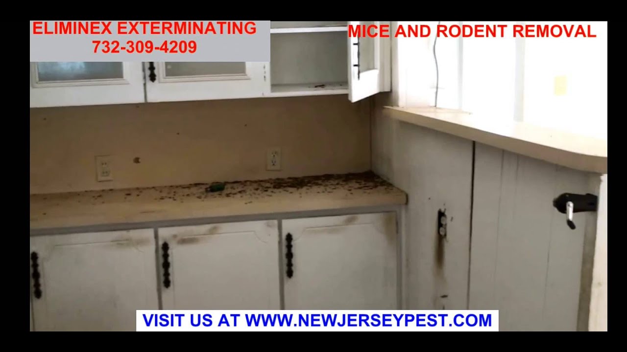 Mice Exterminator - House Mouse Control NJ 732-309-4209