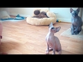 Sphinx cats  funny hairless cats funny pets