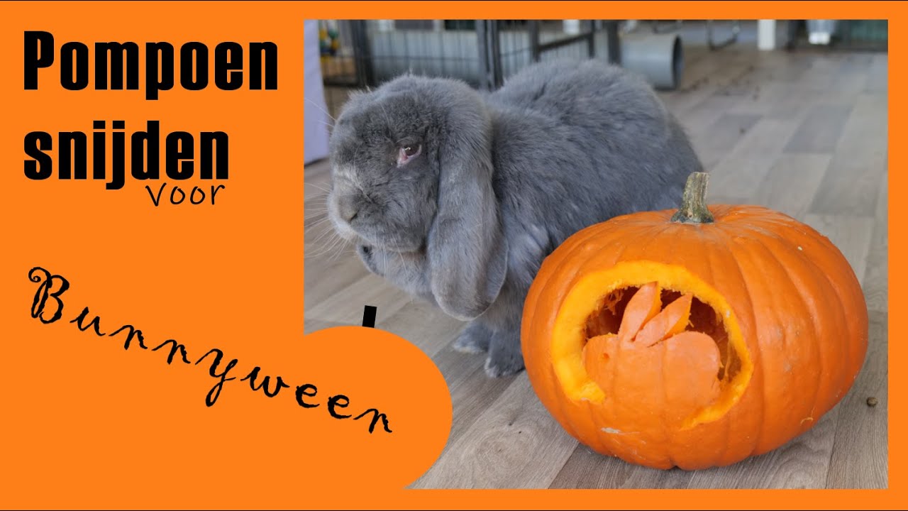 Maak je eigen KONIJNEN POMPOEN! Pompoen snijden voor Halloween met een leuk ontwerp YouTube Maak je eigen KONIJNEN POMPOEN! Pompoen snijden voor Halloween met een leuk ontwerp YouTube