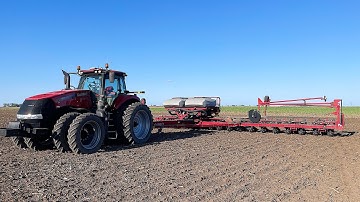 Frost Damaged Soybeans..