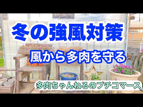 多肉植物 強風から多肉を守る 飛んでくる物にも注意 多肉棚転倒防止 Youtube 多肉植物 強風から多肉を守る 飛んでくる物にも注意 多肉棚転倒防止 Youtube