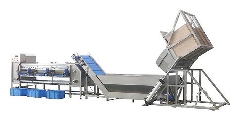 Og-606 Carrot sorting grading machine, vegetable fruit sorting grading machine