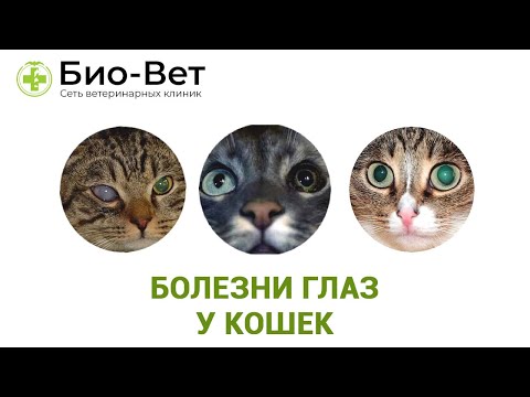 Болезни Глаз у Кошек - Причины и Лечение // Сеть Ветклиник БИО-ВЕТ