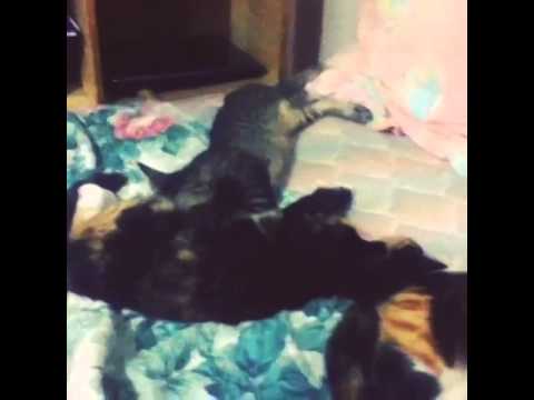 Kitten milking a friend not his mom