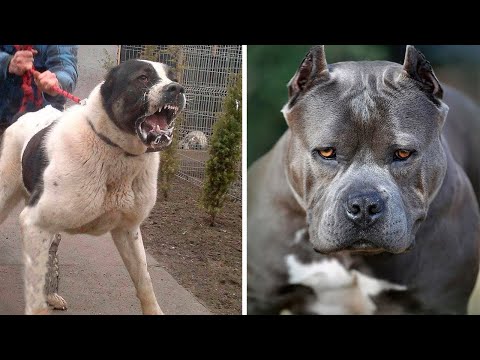 Video: Bu yeni çalışma, köpeklerin övgü ya da muamele etmeyi tercih edip etmediklerini anlatıyor