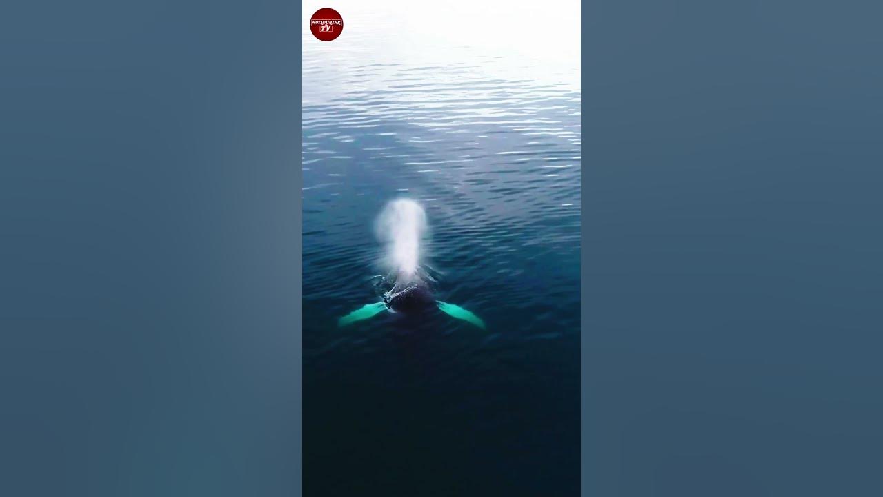 Great Blue Whale fact | Blue Whale Real Clip | Killer Whale Show | #