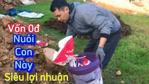 Vốn ít mà lời cao thì NUÔI CÓC THƯƠNG PHẨM là lựa chọn tốt nhất
