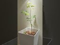 🌿 奇蹟之樹:室內辣木成長全紀錄! #辣木 #花樹銀行 #花樹銀行 #diy #健康生活 #大自然 #大自然 #認養辣木
