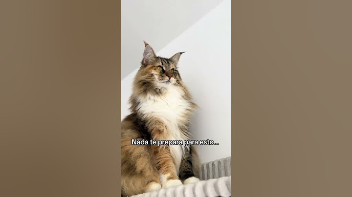 Como es posible que sea el mismo gato, creo que lo cambiaron 😳🫢