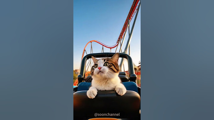 Cat Roller Coaster Freakout!