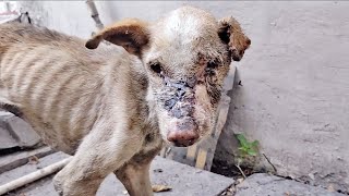 Wounded And Starving, An Elderly Dog Needed Urgent Help.