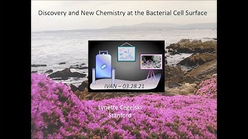 Using Solid-state NMR for New Discoveries in Bacterial Whole Cells and Biofilms