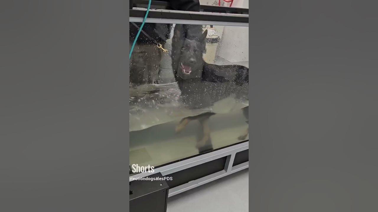 Winter Water Aerobics Treadmill German Shepherd "Kaia" 23 Mo Personal