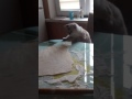 Моя маленькая помощница!)