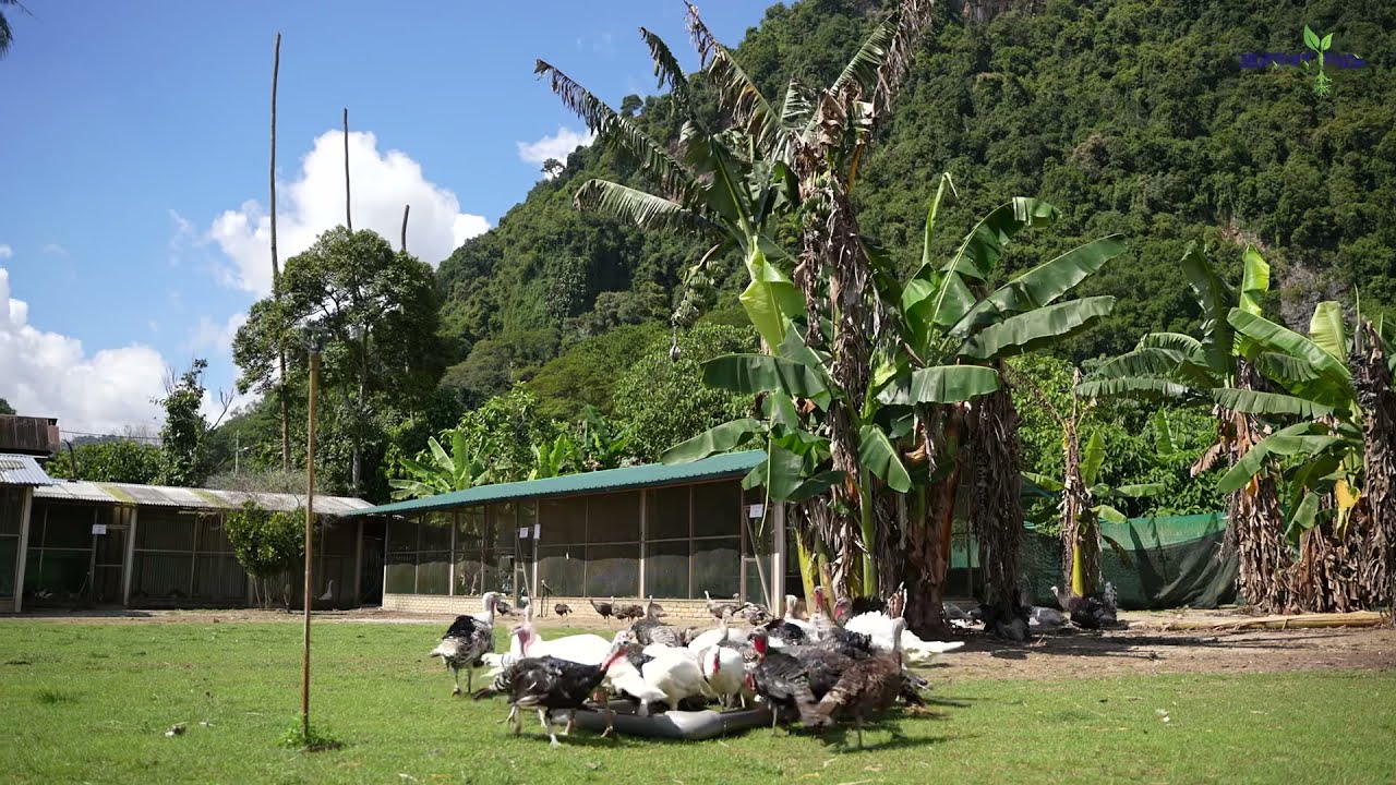 #011 PENTERNAKAN AYAM BELANDA DI MALAYSIA /AGROPRENUER MUDA