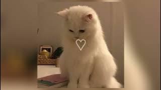 Snap - Rosa Linn (Spedup) tiktok version