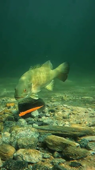 https://vt.tiktok.com/ZT6LYqSKY/?page=TikTokShop #fishing #fish #fishingvideo #fishinglife #fishing