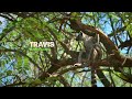 A Lost Lemur Catches a Break to Reunite with his Troop 🌴 Gangs of Lemur Island | Smithsonian Channel