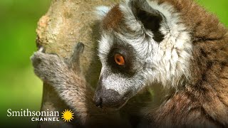 A Lost Lemur Catches a Break to Reunite with his Troop 🌴 Gangs of Lemur Island | Smithsonian Channel