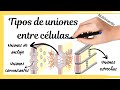 Tipos de UNIONES entre las CÉLULAS