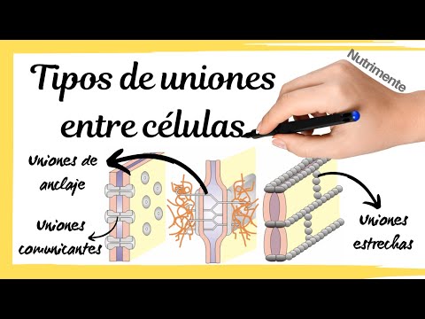 Tipos de UNIONES entre las CÉLULAS