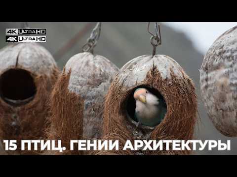 ЭТИ ПТИЦЫ — ГЕНИИ АРХИТЕКТУРЫ! 🪹 | 15 Гнезд, Перед Которыми Стыдно Людям | Документальный фильм 4K