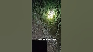 pelan batu dengan mudah di pikat hanya dengan mp3 dan senter