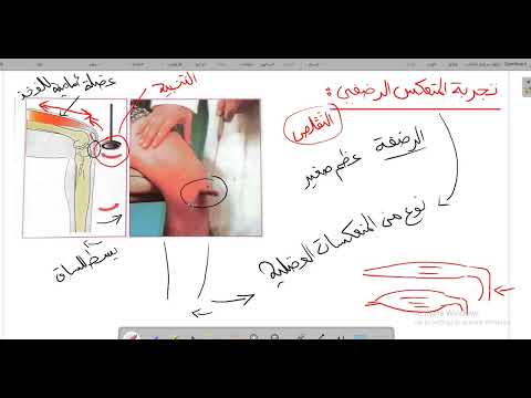 المنعكس الرضفي ببساطة شرح سريع ومفهوم