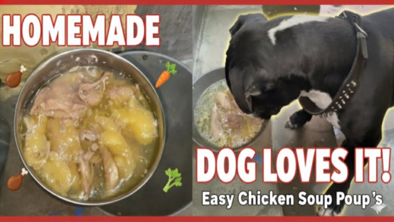"My Dog Loves This! 😱 Homemade Chicken Soup"Winter Special: Dog ke liye Garma-Garam Chicken Soup 🐕"