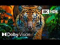 Wild world part 2 dolby vision super colors 8kr
