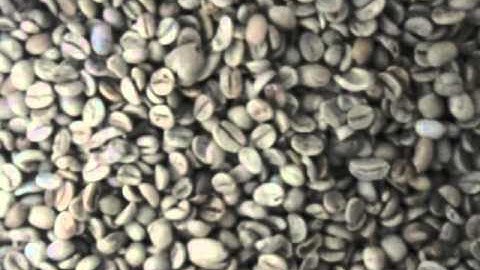 Coffee bean color sorting video