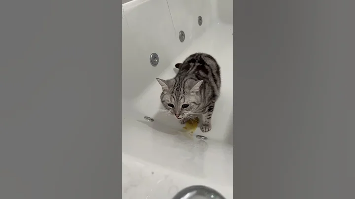 Uncensored Cat VOMITS!!👀🤢 #shorts - DayDayNews