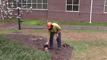 SC Forestry Commission Bradford Pear Invasive Species