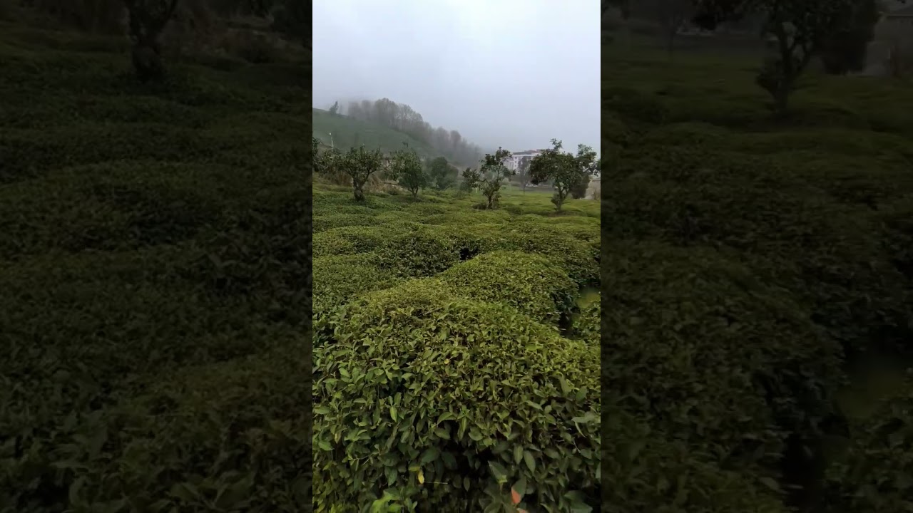 Rize Çayeli Çay Bahçesi, Rize Tea Garden